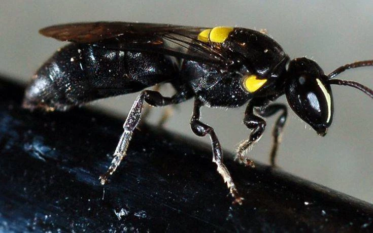 Μια μέλισσα μπορεί σταματήσει την παγκόσμια εξάρτηση από τα πλαστικά;